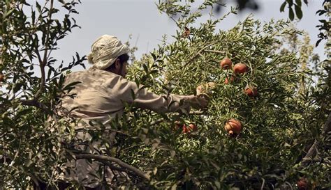 Foto Panen Buah Delima Di Afghanistan Foto Liputan