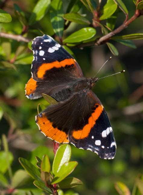 Red Admiral - Alabama Butterfly Atlas