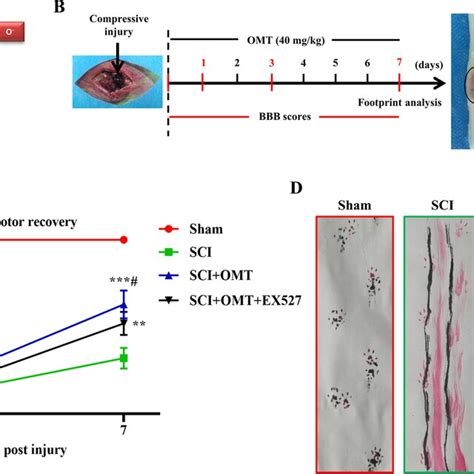 Effects Of Omt Treatment On Locomotor Functions After Sci In Rats A