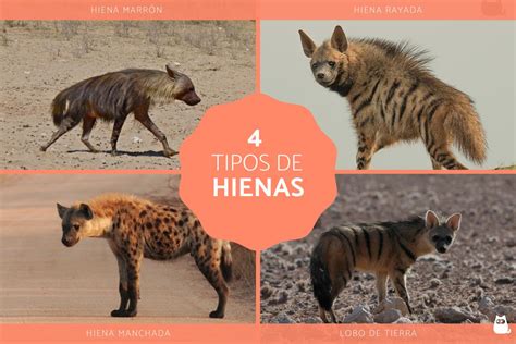 Tipos De Hienas Y Sus Caracter Sticas Nombres Y Fotos