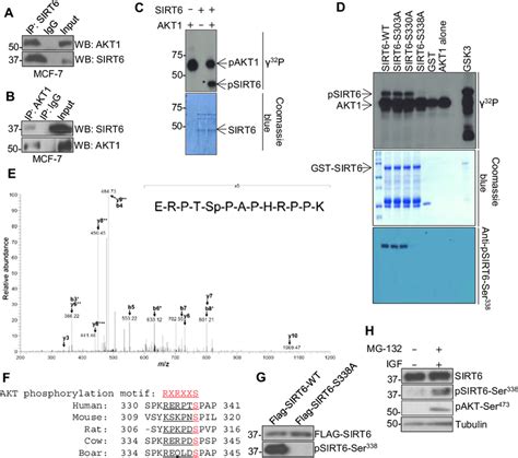 Akt Interacts With And Phosphorylates Sirt In Vitro And In Vivo A