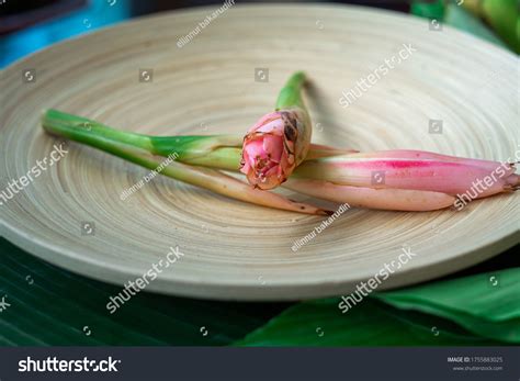 Bunga Kantan Known Torch Ginger Flower Stock Photo 1755883025