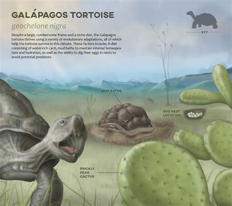 Galapagos Tortoise on Behance