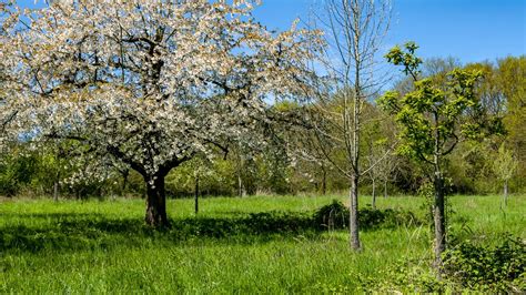 Frühling 23 301 R Bad Nauheim Hessen Germany Vitalij Sosna Flickr