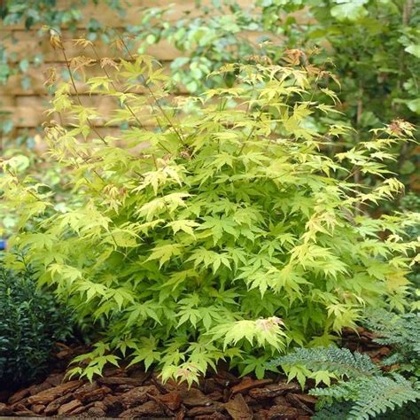 Buy Acer Palmatum Orange Dream Affordable Uk