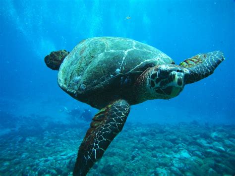 Duas tartarugas vão ser devolvidas ao mar no Algarve