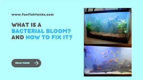 How To Deal With Bacterial Bloom In Aquarium Tips And Tricks For