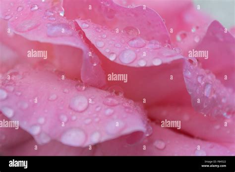 Water Droplets On Rose Petals Hi Res Stock Photography And Images Alamy