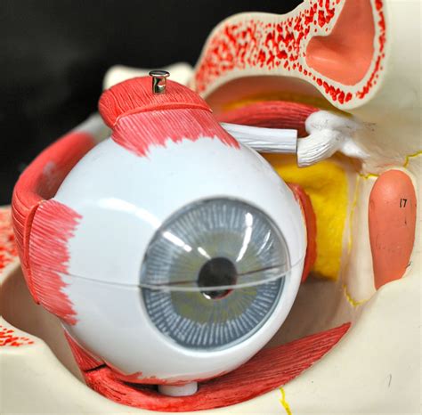 Human Anatomy Lab: Eye Models