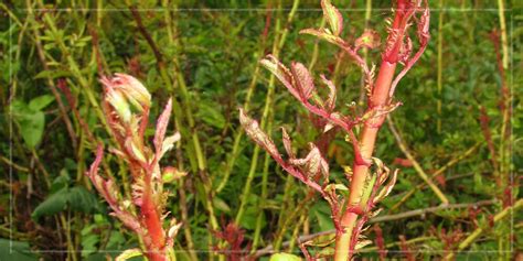 Rose Rosette How To Identify Manage And Prevent This Pesky Disease