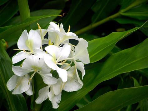 Cubas National Flower Butterfly Jasmine Mariposa Caribbean Travel