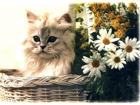 Cat for Lily wallpaper - lilyZ Wallpaper (32854594) - Fanpop