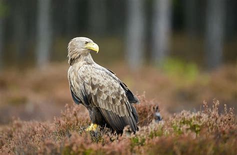 The White-Tailed Sea Eagle (Haliaeetus albicilla)