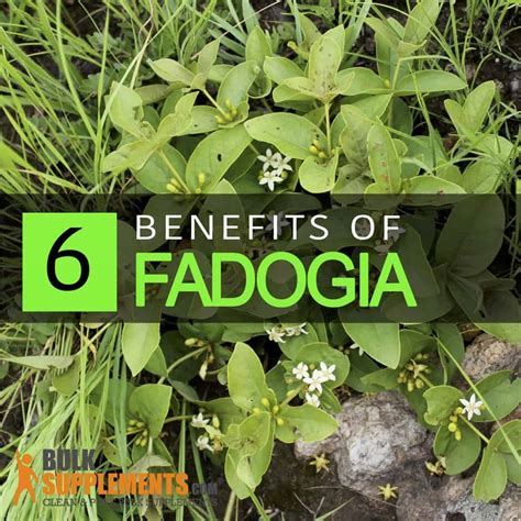 fadogia agrestis supplements Archives