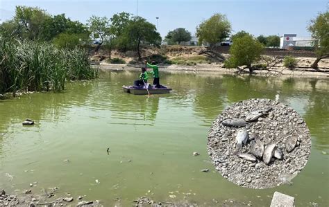 Reportan Mueren Peces Por Falta De Agua Y Contaminaci N De Patos En