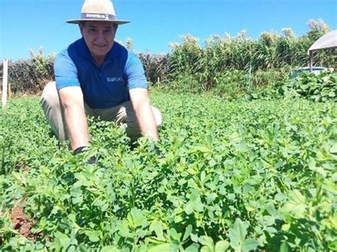 Emater Rs Ascar Refer Ncia Para Produtores Da Alfafa A Rainha