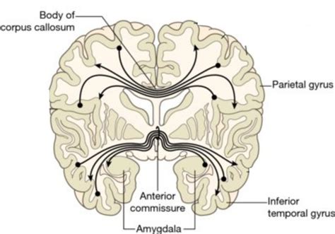 Anatomy Of The Corpus Callosum - Anatomy Reading Source