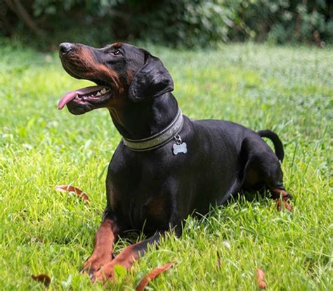 Doberman Pinscher Puppies For Sale Near Me Adopt A Doberman Pinscher