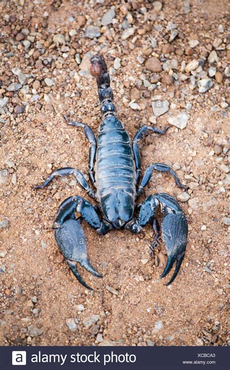 Scorpion Pincers Stock Photos & Scorpion Pincers Stock Images - Alamy