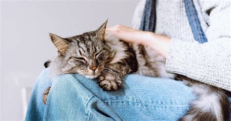 Tapeworms in Cats: What You Need To Know | Pumpkin®