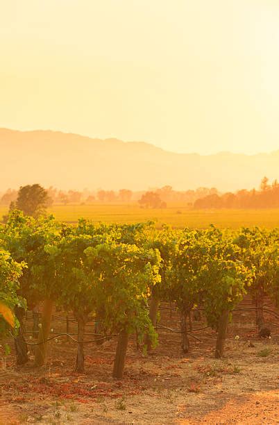 1800 Napa Sunset Stock Photos Pictures And Royalty Free Images Istock