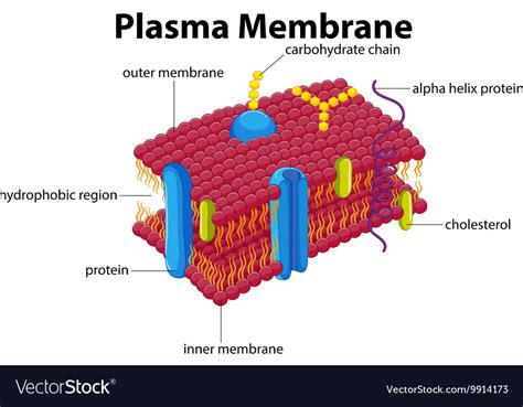 Describe And Diagram The Structure Of A Plasma Membrane Dia