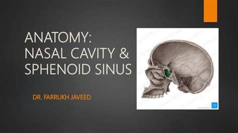 Nasal Cavity And Sphenoid Sinus Anatomy