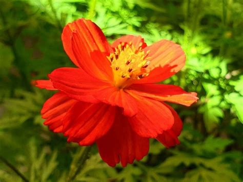 Cosmos Sulphureus Sunny Red Mrs Seeds Gazondirect Fr