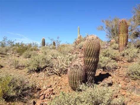 Best Hikes And Trails In Phoenix Sonoran Desert Preserve Alltrails