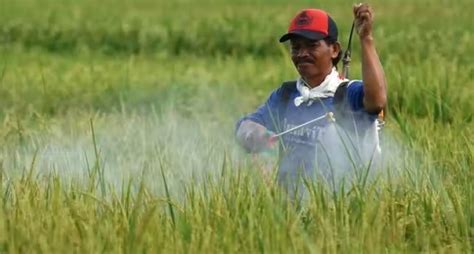 Pertanian Indonesia Punya Banyak Pekerjaan Rumah