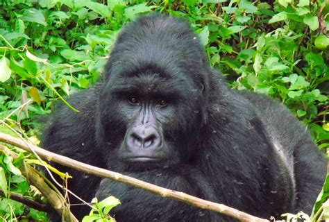 Major Protection for Grauer’s Gorillas in the Congo Rainforest ...