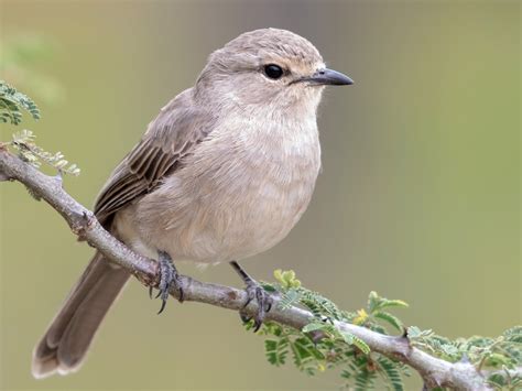 African Gray Flycatcher Ebird