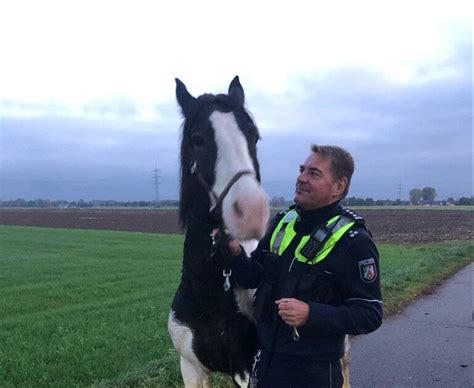 Morgendlicher Einatz in Dormagen Polizei fängt ausgebüxte Pferde ein