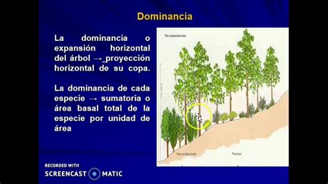 Ecología Forestal Análisis estructural algunos aspectos YouTube