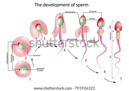 Development Sperm Human Sperm Cell Anatomy – stock vektor 791926321 ...