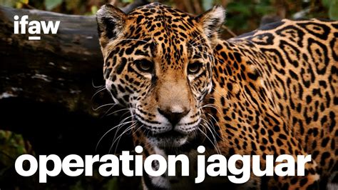 Operation Jaguar Protecting The Jaguar An Iconic Species Of The