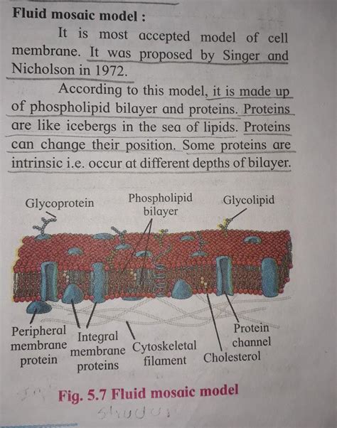 38 fluid mosaic model diagram - Diagram Resource