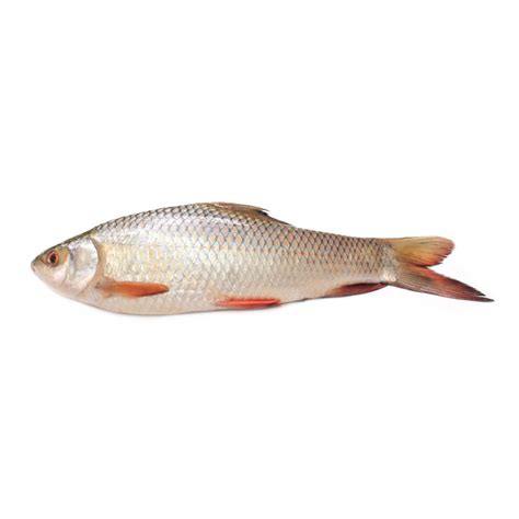 Rohu Fish | Fresh Water Fish | Aswad Seafood Pakistan