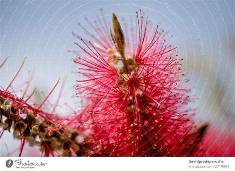 Close Up Of A Bottlebrush Flower A Royalty Free Stock Photo From