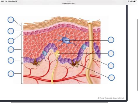 Label the dermis Diagram | Quizlet