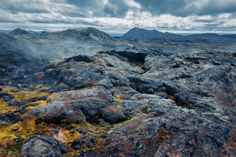 Mosses are the lifeblood of plant ecosystems, say researchers