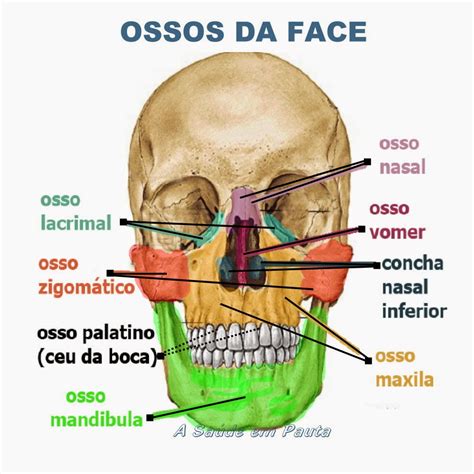 Ossos Do Corpo Humano Nomes Fun O E Localiza O A Sa De Em Pauta