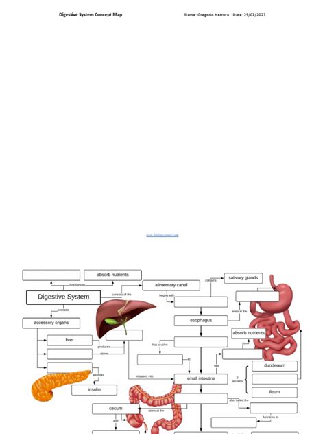 Digestive System Concept Map