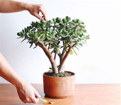 Planta De Jade C Mo Cuidar Esta Suculenta Que Atrae La Abundancia Y El