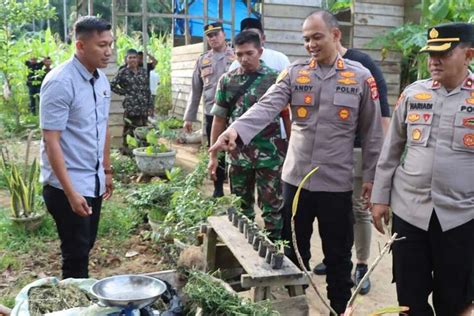 Foto Polisi Temukan 131 Batang Ganja Di Samping Rumah Warga Aceh