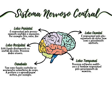 Sistema Nervoso é O Conjunto Formado Por Ligações Librain