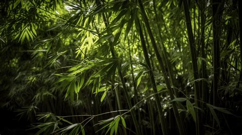 Background Hutan Bambu Dengan Sinar Matahari Daun Bambu Daun Bambu Di Tempat Teduh Foto