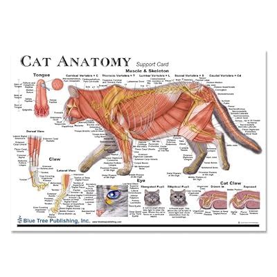 Blue Tree Publishing Cat Anatomy Chart Set Veterinary Anatomy Anatomy