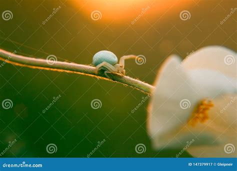 Closeup Of Small White Spider Misumena Vatia On Flower Stem Against