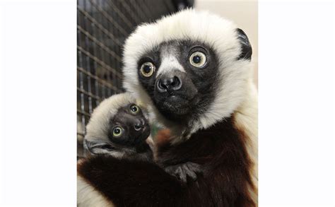 Lemur star of Zoboomafoo remembered as playful and caring | The Chronicle